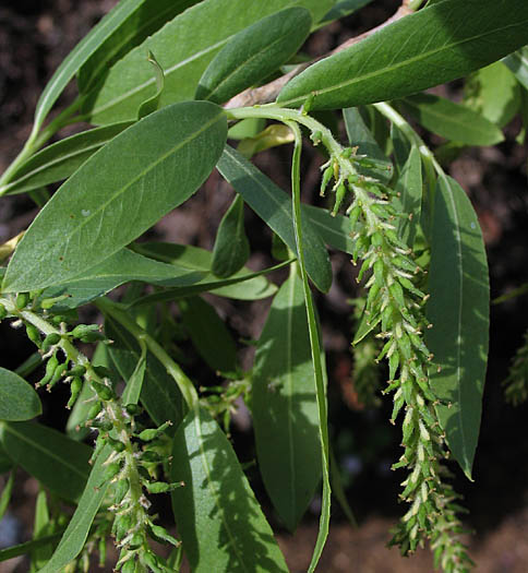 Detailed Picture 1 of Salix gooddingii
