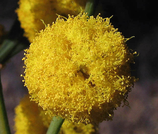 Detailed Picture 1 of Acacia saligna