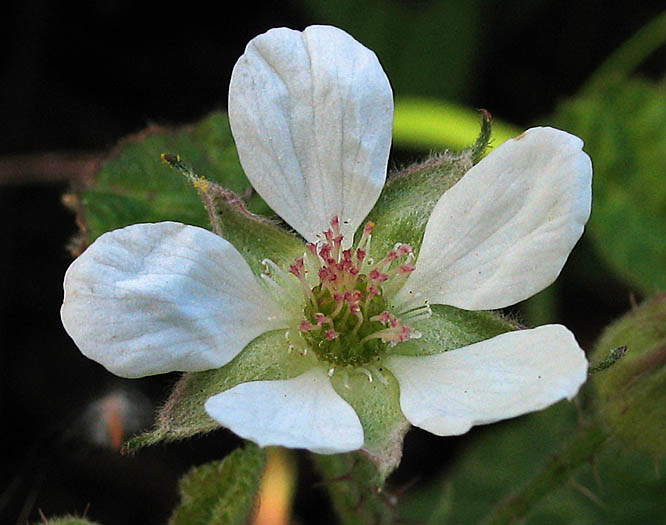 Detailed Picture 1 of Rubus ursinus