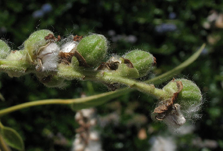 Detailed Picture 9 of Populus trichocarpa