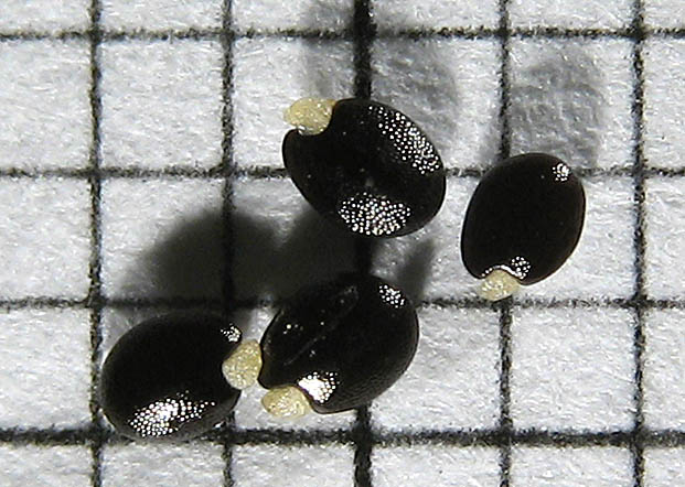 Detailed Picture 6 of Claytonia parviflora ssp. parviflora