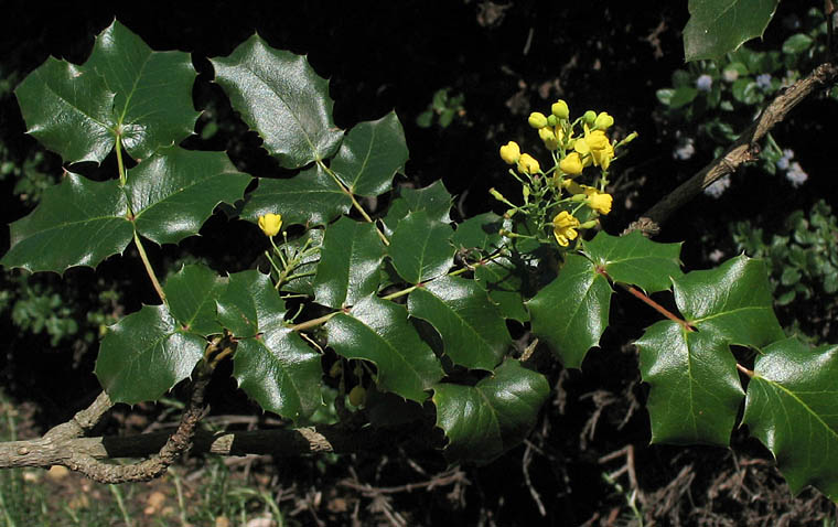 Detailed Picture 4 of Berberis pinnata ssp. pinnata