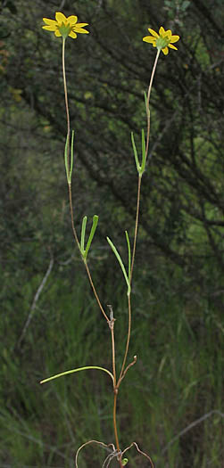 Detailed Picture 4 of Lasthenia gracilis