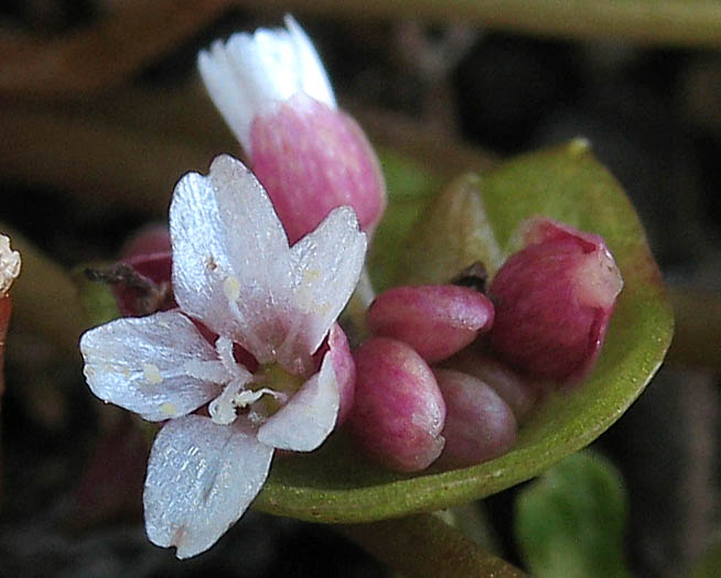 Detailed Picture 1 of Claytonia parviflora ssp. parviflora
