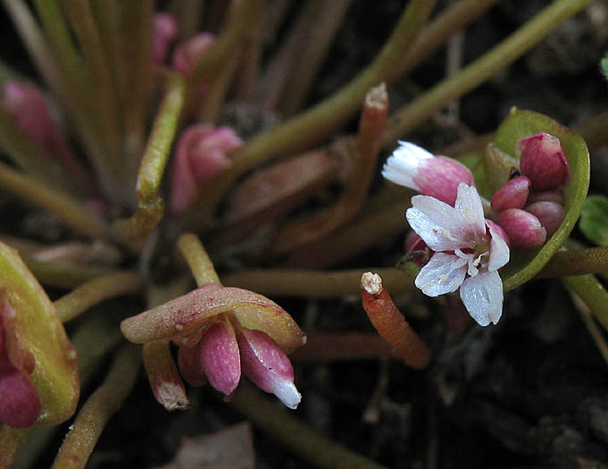 Detailed Picture 3 of Claytonia parviflora ssp. parviflora
