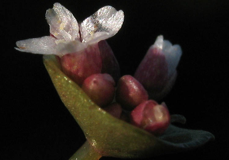 Detailed Picture 2 of Claytonia parviflora ssp. parviflora