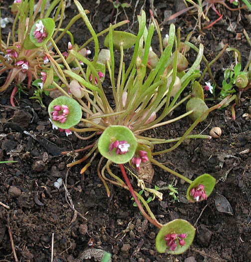 Detailed Picture 4 of Claytonia parviflora ssp. parviflora