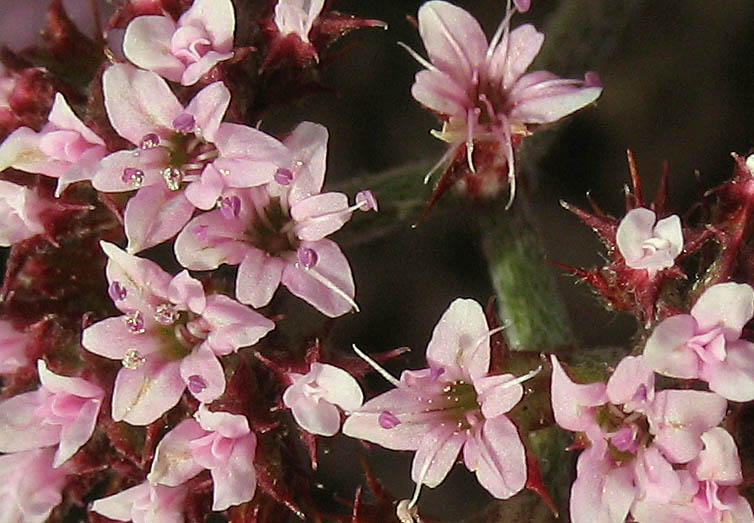 Detailed Picture 2 of Chorizanthe staticoides