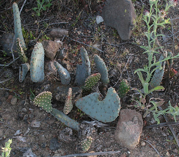 Detailed Picture 5 of Opuntia basilaris var. basilaris