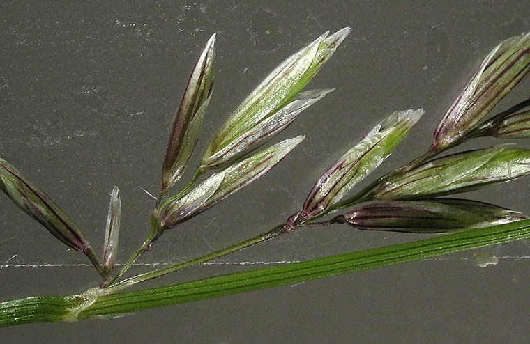 Detailed Picture 3 of Melica californica