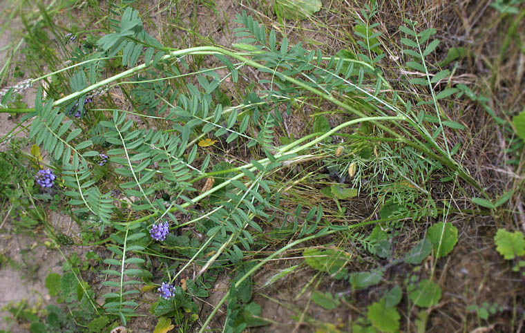 Detailed Picture 4 of Astragalus didymocarpus var. didymocarpus