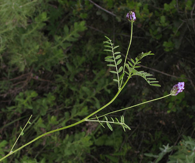 Detailed Picture 3 of Astragalus didymocarpus var. didymocarpus