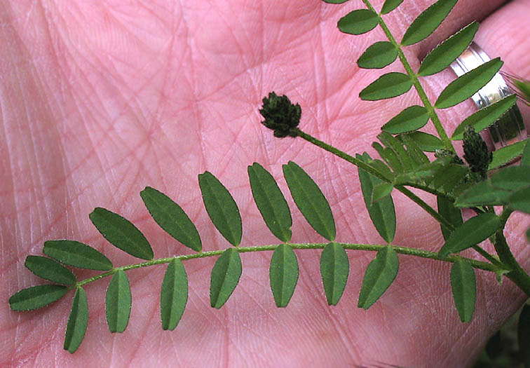 Detailed Picture 5 of Astragalus didymocarpus var. didymocarpus