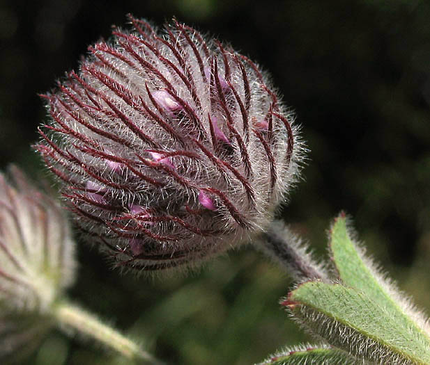 Detailed Picture 1 of Trifolium albopurpureum