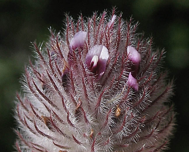 Detailed Picture 2 of Trifolium albopurpureum