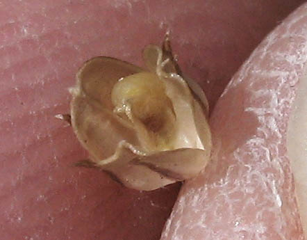 Detailed Picture 12 of Navarretia leptalea