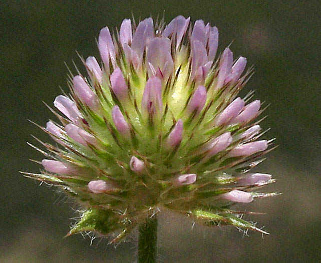 Detailed Picture 1 of Trifolium microcephalum