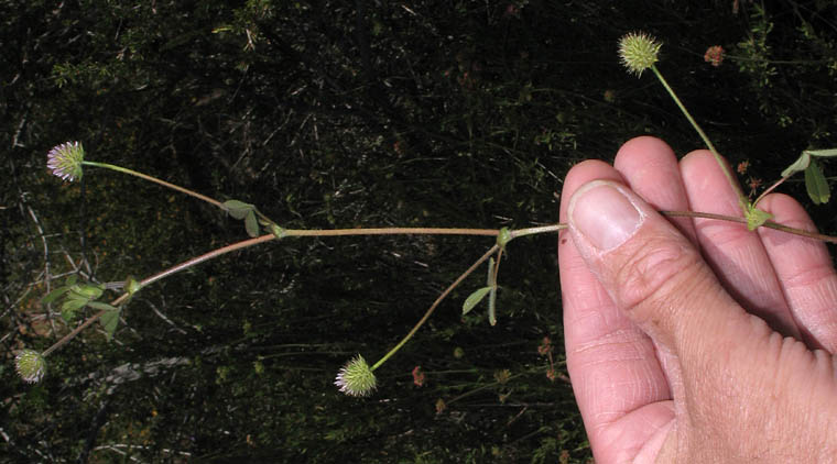 Detailed Picture 4 of Trifolium microcephalum