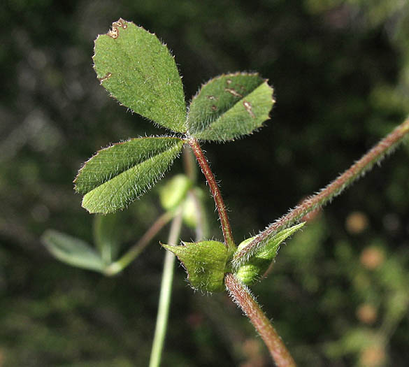 Detailed Picture 6 of Trifolium microcephalum