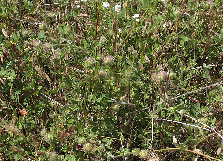 Detailed Picture 8 of Trifolium microcephalum