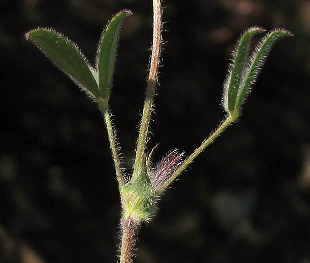 Detailed Picture 5 of Trifolium albopurpureum