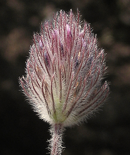 Detailed Picture 3 of Trifolium albopurpureum