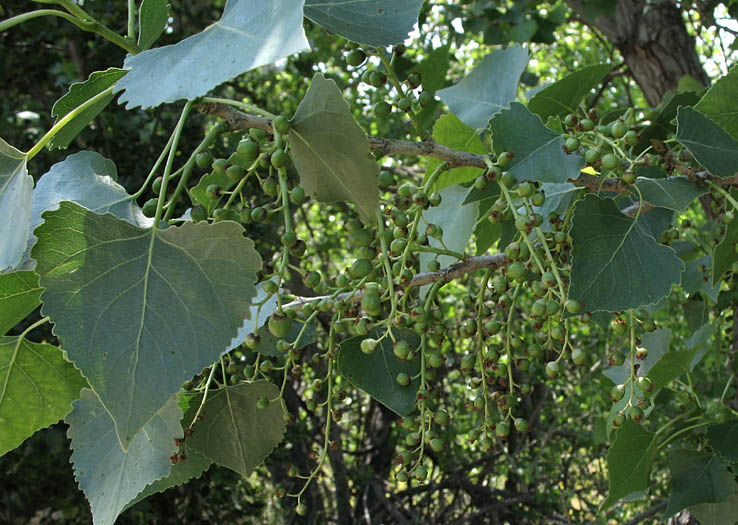 Detailed Picture 8 of Populus fremontii ssp. fremontii