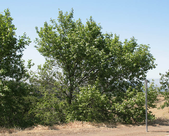 Detailed Picture 7 of Populus fremontii ssp. fremontii