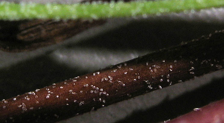 Detailed Picture 6 of Stebbinsoseris heterocarpa