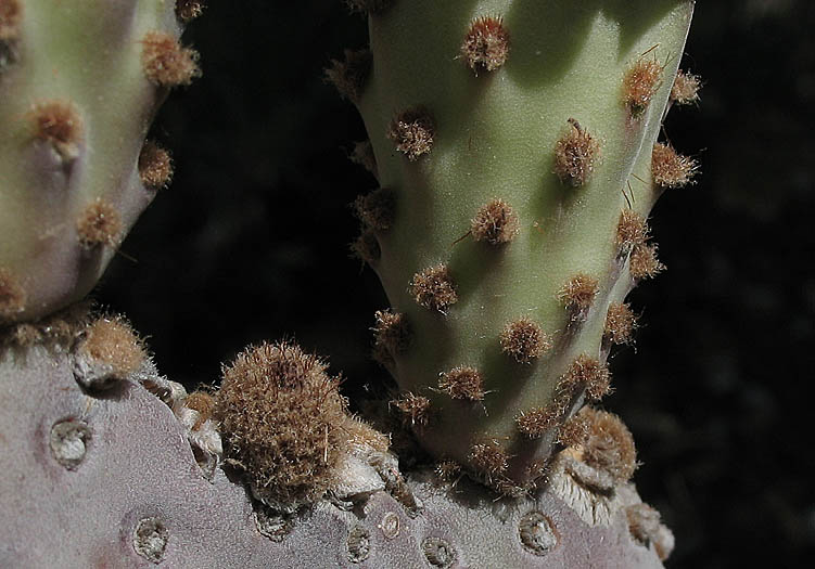 Detailed Picture 4 of Opuntia basilaris var. basilaris