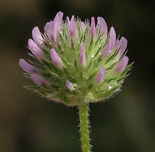 Detailed Picture 2 of Trifolium microcephalum