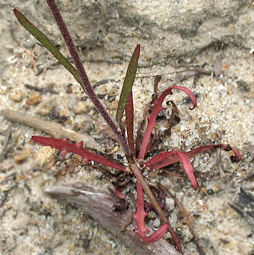 Detailed Picture 6 of Malacothrix clevelandii