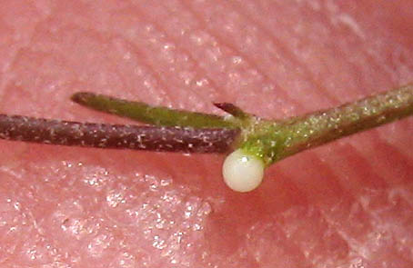 Detailed Picture 8 of Malacothrix clevelandii