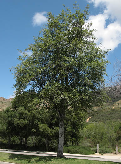 Detailed Picture 6 of Alnus rhombifolia