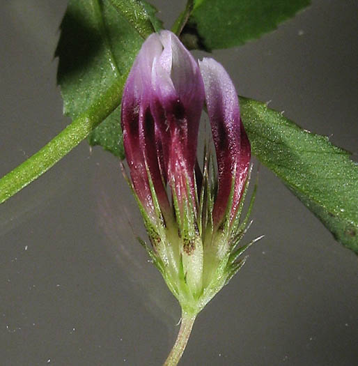 Detailed Picture 3 of Trifolium variegatum
