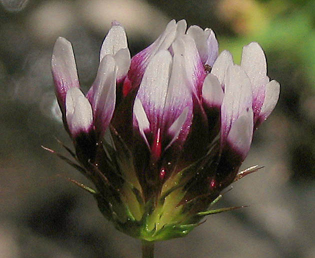 Detailed Picture 1 of Trifolium variegatum