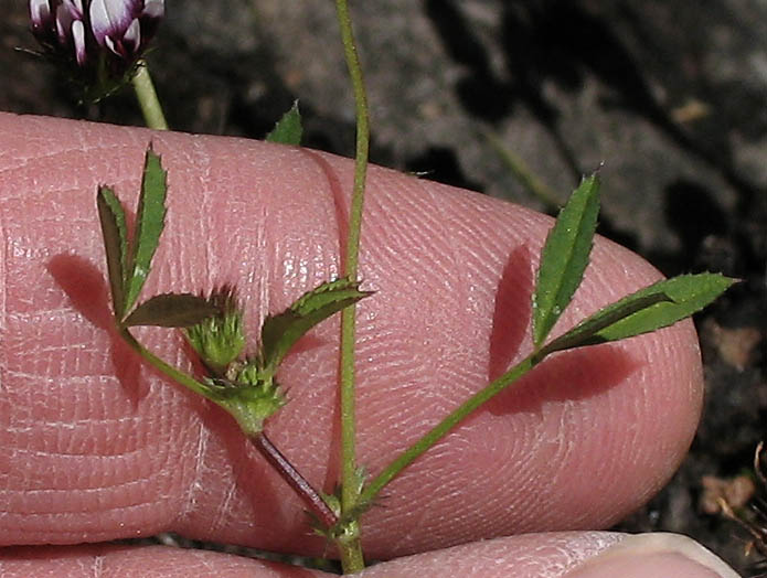 Detailed Picture 8 of Trifolium variegatum