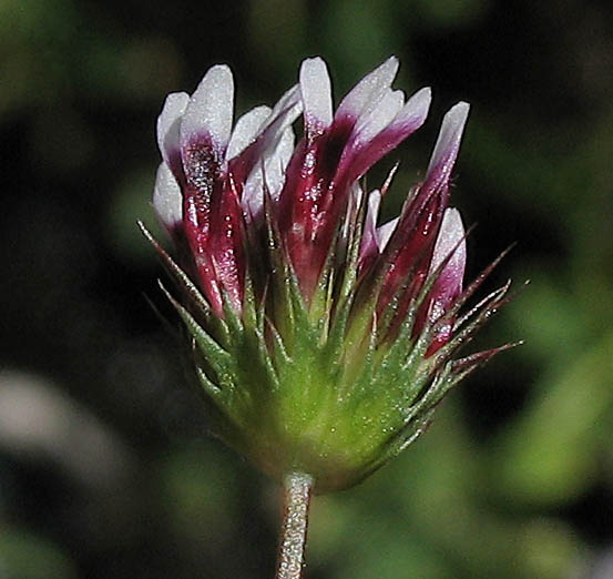 Detailed Picture 2 of Trifolium variegatum