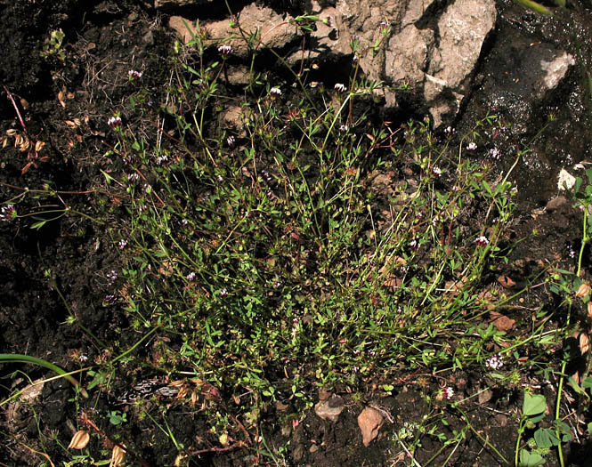 Detailed Picture 7 of Trifolium variegatum