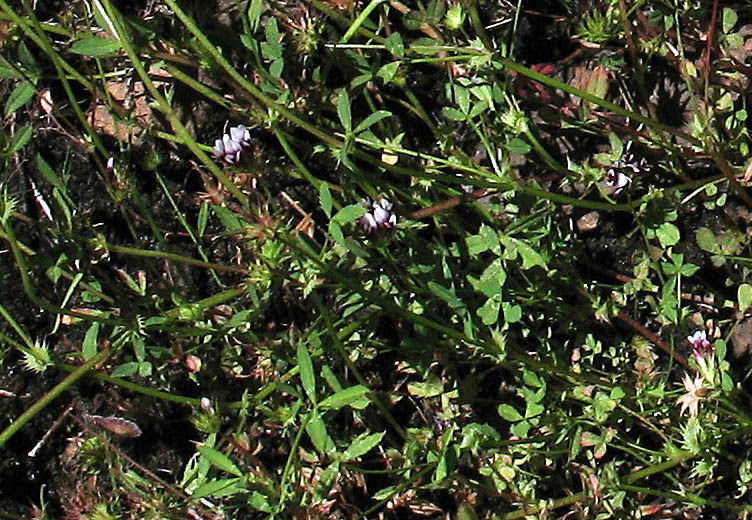 Detailed Picture 6 of Trifolium variegatum