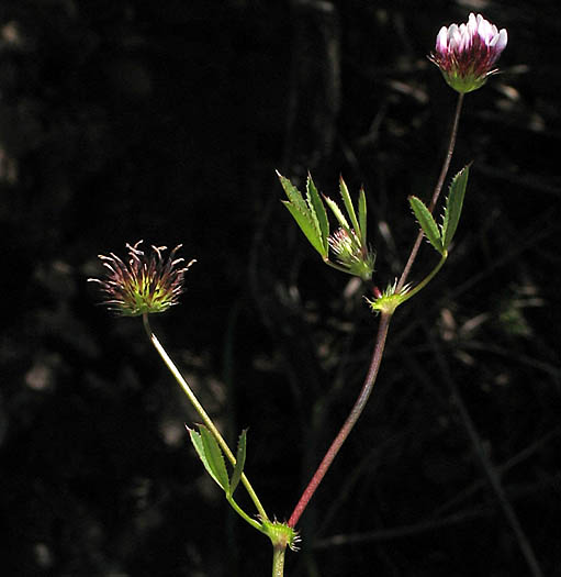 Detailed Picture 5 of Trifolium variegatum