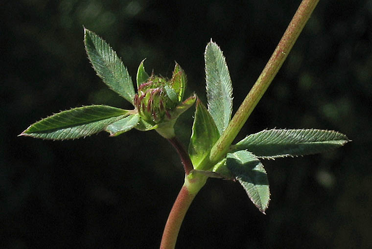 Detailed Picture 7 of Trifolium ciliolatum