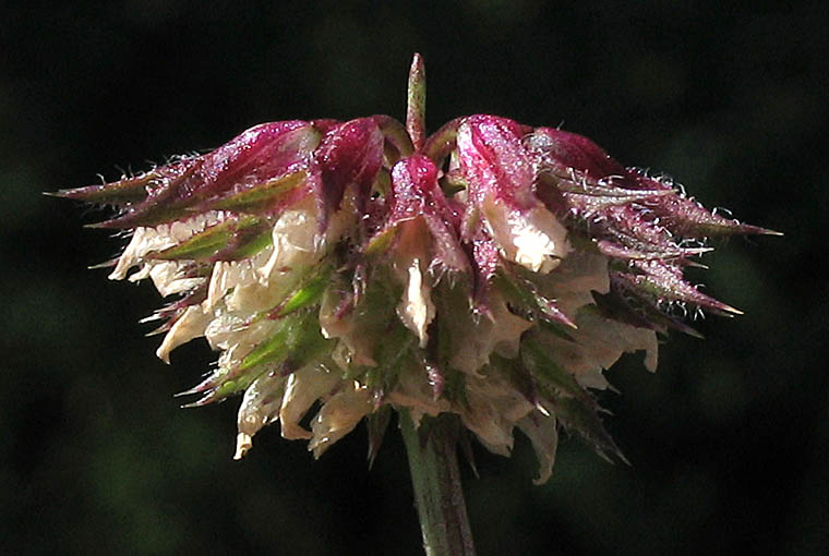 Detailed Picture 2 of Trifolium ciliolatum
