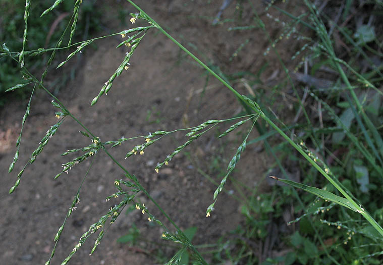 Detailed Picture 3 of Ehrharta erecta