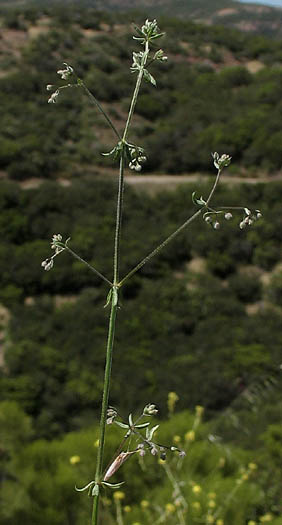 Detailed Picture 7 of Galium parisiense