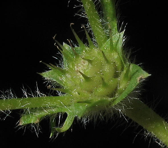 Detailed Picture 3 of Soliva sessilis
