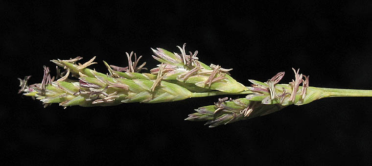 Detailed Picture 5 of Distichlis spicata