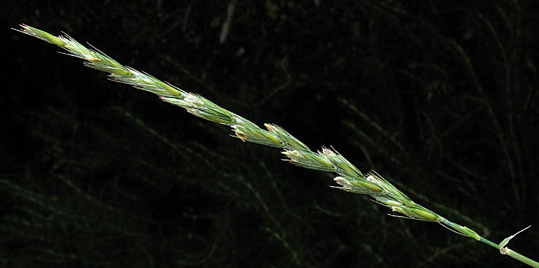 Detailed Picture 5 of Elymus triticoides ssp. triticoides
