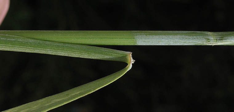Detailed Picture 9 of Elymus triticoides ssp. triticoides