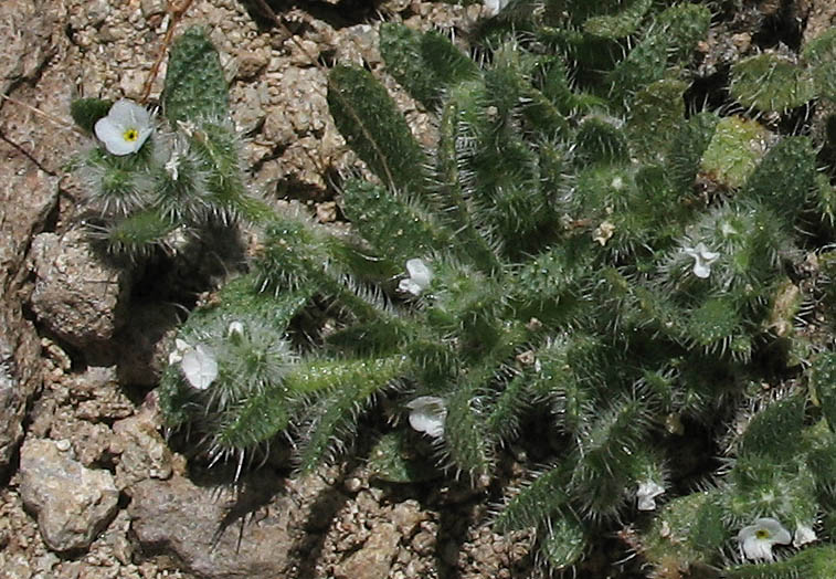 Detailed Picture 3 of Plagiobothrys collinus var. fulvescens
